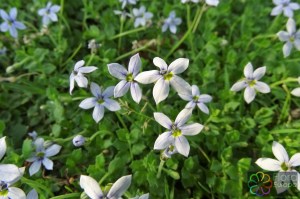 Lobelia pedunculata (4)